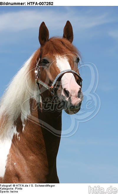 Pinto Hengst / pinto stallion / HTFA-007252