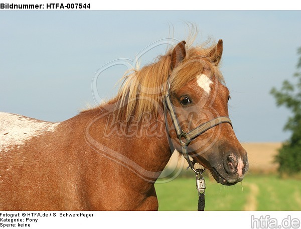 Pony / HTFA-007544