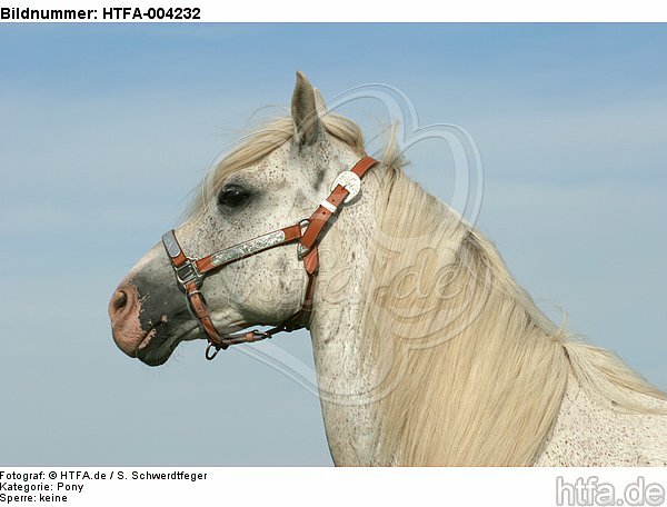 Pony / HTFA-004232