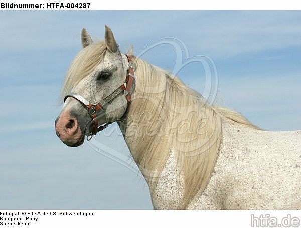 Pony / HTFA-004237