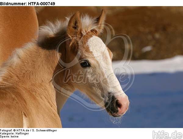 Haflinger Fohlen / haflinger horse foal / HTFA-000749