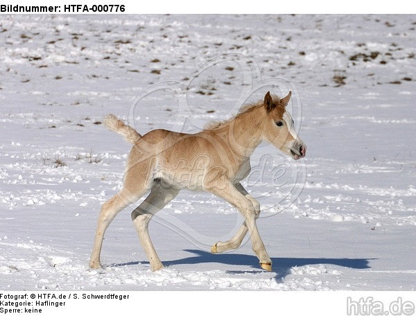 galoppierendes Haflinger Fohlen / galloping haflinger horse foal / HTFA-000776
