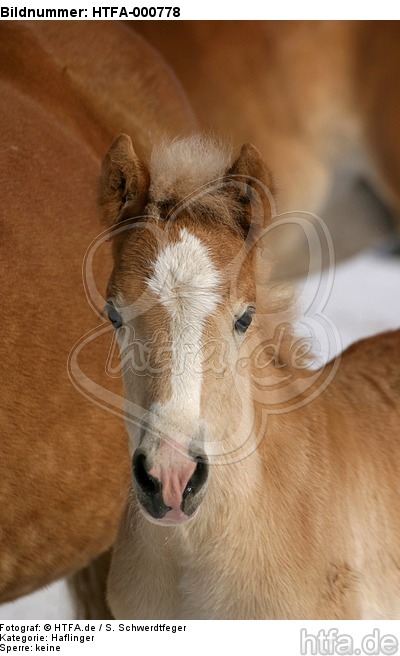 Haflinger Fohlen / haflinger horse foal / HTFA-000778