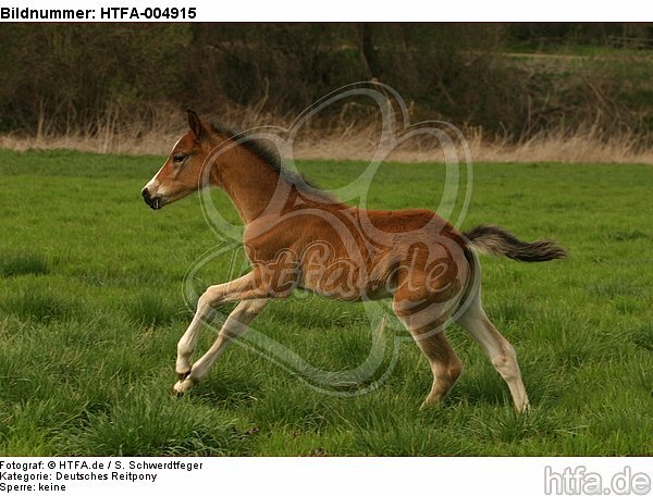 Deutsches Reitpony / pony / HTFA-004915