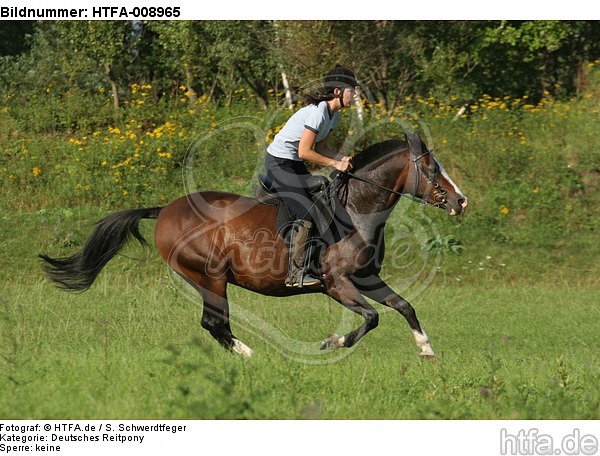 Frau reitet Deutsches Reitpony / woman rides pony / HTFA-008965