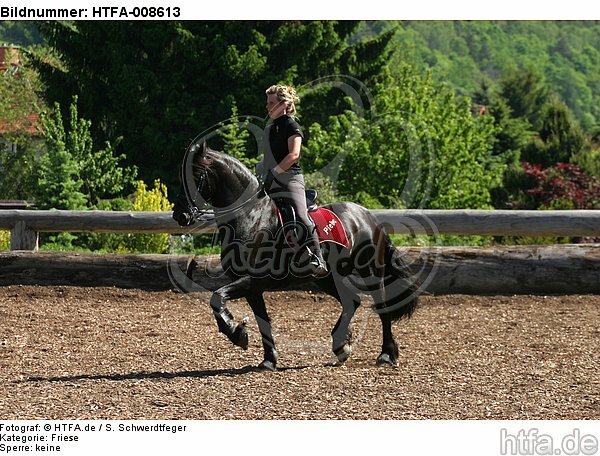 Frau reitet Friese / woman rides friesian horse / HTFA-008613