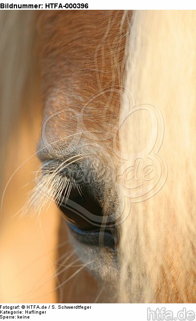 Haflinger Auge / haflinger horse eye / HTFA-000396