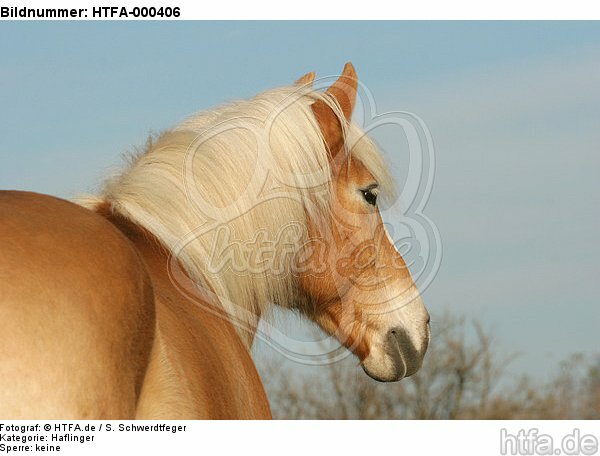 Haflinger Portrait / haflinger horse portrait / HTFA-000406