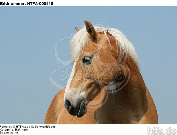 Haflinger Portrait / haflinger horse portrait / HTFA-000419