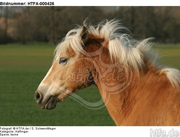 Haflinger Portrait / haflinger horse portrait / HTFA-000426