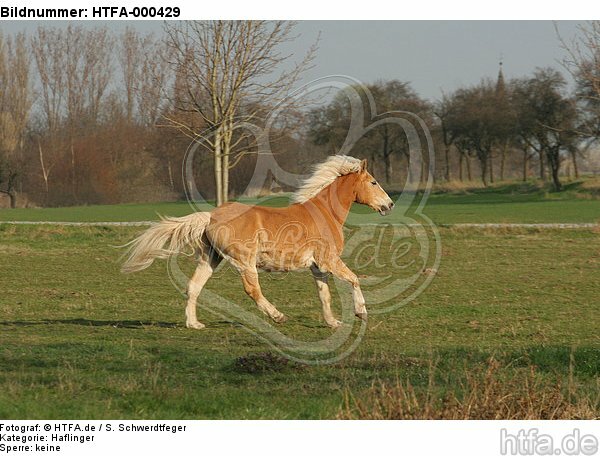 galoppierender Haflinger / galloping haflinger horse / HTFA-000429