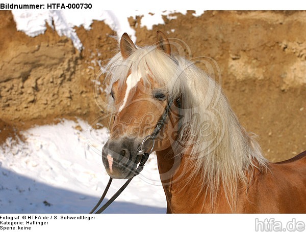 Haflinger Portrait / haflinger horse portrait / HTFA-000730
