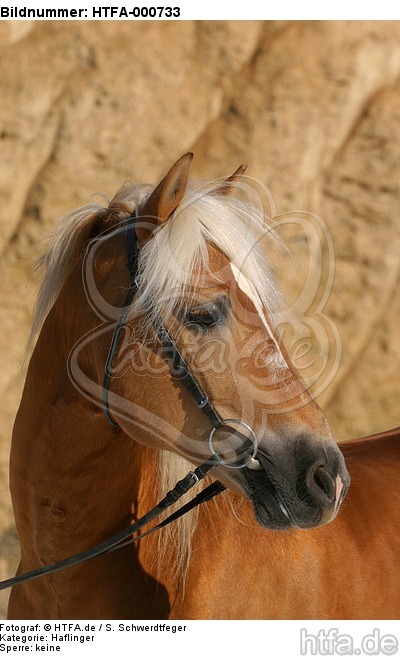 Haflinger Portrait / haflinger horse portrait / HTFA-000733