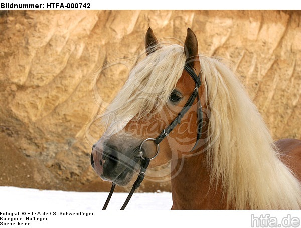 Haflinger Portrait / haflinger horse portrait / HTFA-000742