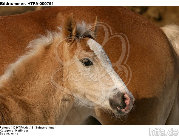 Haflinger Fohlen / haflinger horse foal / HTFA-000751