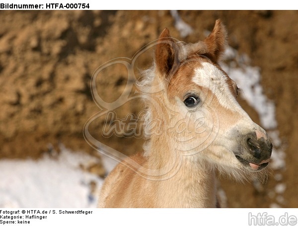 Haflinger Fohlen / haflinger horse foal / HTFA-000754