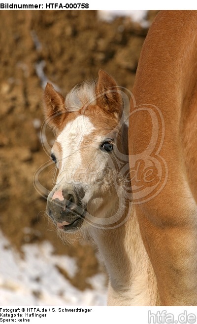 Haflinger Fohlen / haflinger horse foal / HTFA-000758