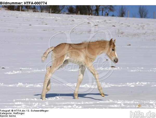 Haflinger Fohlen / haflinger horse foal / HTFA-000774