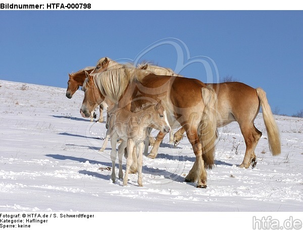 Haflinger / haflinger horses / HTFA-000798