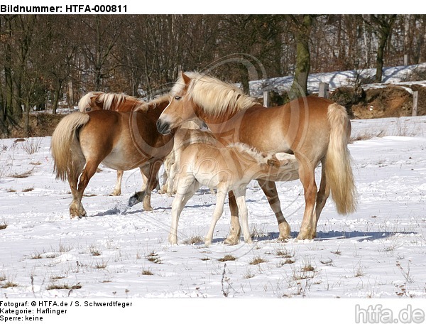 Haflinger / haflinger horses / HTFA-000811