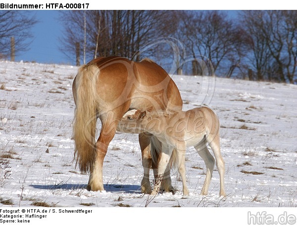 Haflinger / haflinger horse / HTFA-000817