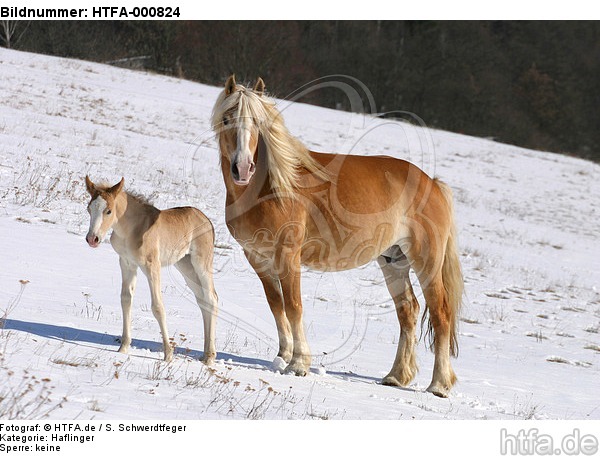 Haflinger / haflinger horse / HTFA-000824