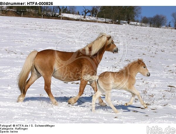 Haflinger / haflinger horses / HTFA-000826