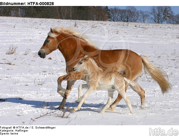 galoppierende Haflinger / galloping haflinger horses / HTFA-000828