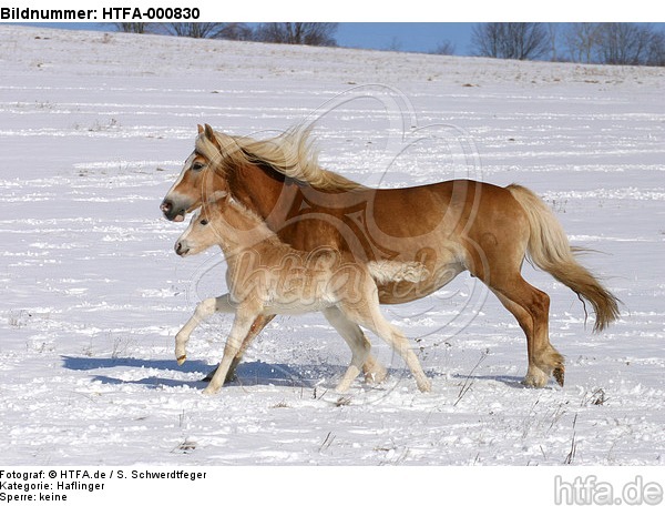 galoppierende Haflinger / galloping haflinger horses / HTFA-000830