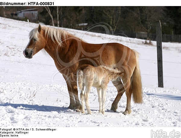 Haflinger / haflinger horses / HTFA-000831