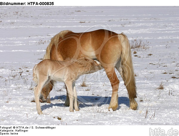 Haflinger / haflinger horses / HTFA-000835