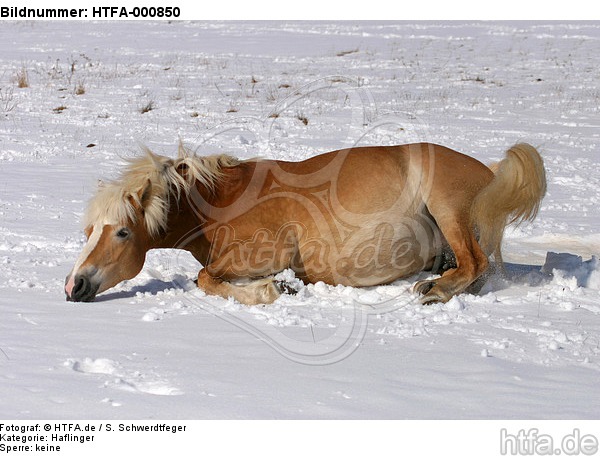liegender Haflinger / lying haflinger horse / HTFA-000850