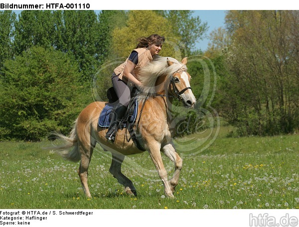 Frau reitet Haflinger / woman rides haflinger horse / HTFA-001110