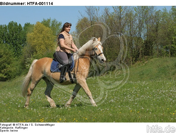 Frau reitet Haflinger / woman rides haflinger horse / HTFA-001114