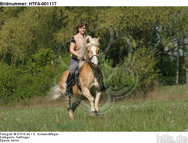 Frau reitet Haflinger / woman rides haflinger horse / HTFA-001117