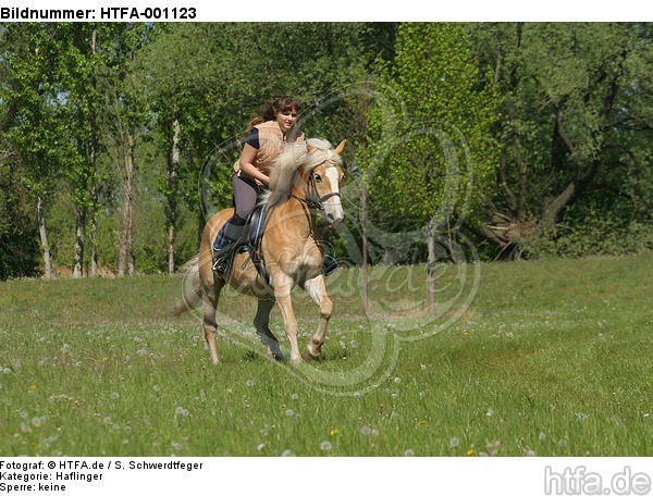 Frau reitet Haflinger / woman rides haflinger horse / HTFA-001123