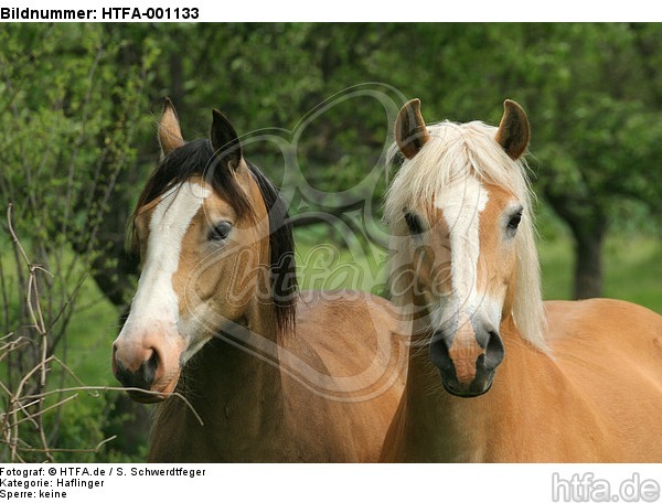Haflinger und Deutsches Reitpony / haflinger horse and pony / HTFA-001133