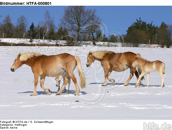 Haflinger / haflinger horses / HTFA-000801