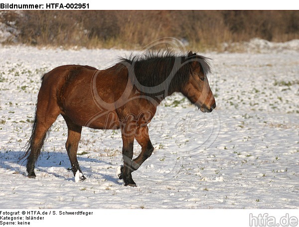 Isländer / icelandic horse / HTFA-002951