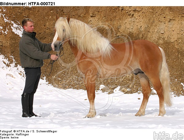 Haflinger Hengst / haflinger horse stallion / HTFA-000721