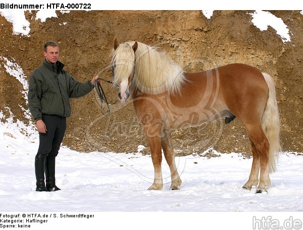 Haflinger Hengst / haflinger horse stallion / HTFA-000722