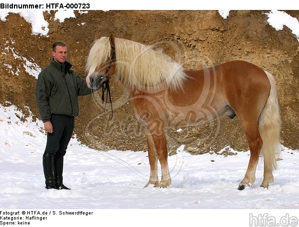 Haflinger Hengst / haflinger horse stallion / HTFA-000723