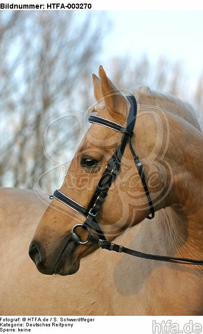 Deutscher Reitpony Hengst / pony stallion / HTFA-003270