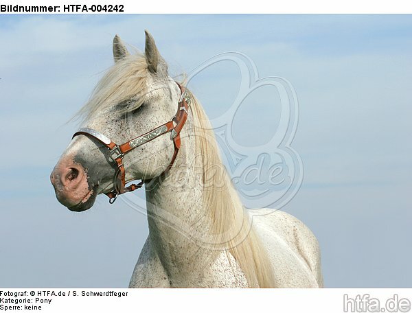 Pony / HTFA-004242