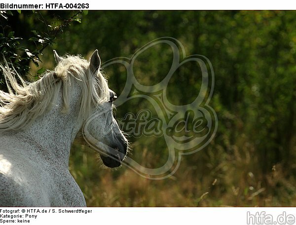 Pony / HTFA-004263