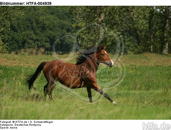 Deutscher Reitpony Hengst / pony stallion / HTFA-004939