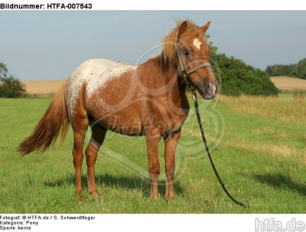 Pony / HTFA-007543