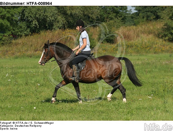 Frau reitet Deutsches Reitpony / woman rides pony / HTFA-008964