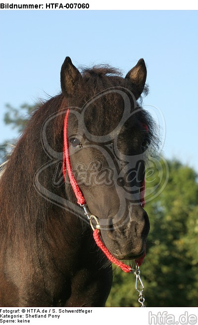 Shetland Pony / HTFA-007060