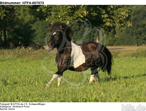 Shetland Pony / HTFA-007073